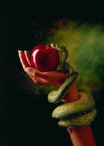 Nefarious witch apple